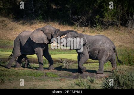 L'éléphant sauvage Banque D'Images