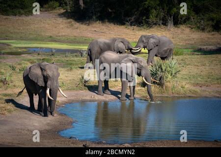 L'éléphant sauvage Banque D'Images