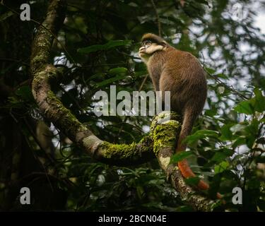 Singe à queue rouge dans la forêt de Kibale. Banque D'Images