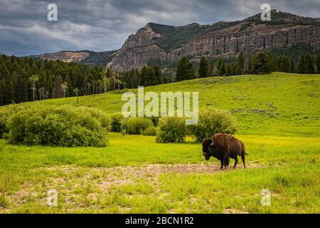Un gazes de bison solitaire dans les prairies estivales du parc national Yellowstone au Wyoming. Banque D'Images