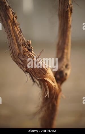 Branches sèches ou tronc d'une vigne poussant dans un jardin de printemps. Banque D'Images