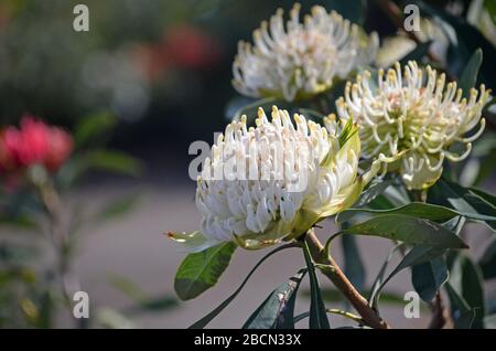 Waratah blanc indigène australien, Telopea specosissima, famille des Proteaceae. Variété ombragée de Lady. Les watahs sont endémiques en Nouvelle-Galles du Sud. Hardy, sécheresse Banque D'Images