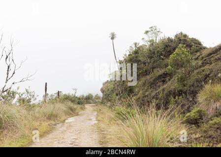 Parc naturel national de Chingaza, sentier touristique entouré de végétation typique du paramo: Puyas, puya goudotiana, et les fralejones, espeletia uribe Banque D'Images