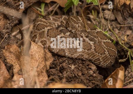 Un crotale du Pacifique nord (Crotalus oreganus) en spirale provenant de la baie de Californie. Banque D'Images