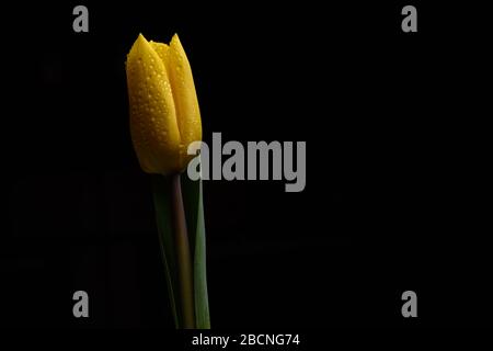 Belles fleurs de tulipe fraîches isolées sur un fond noir Banque D'Images
