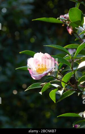 fleur de camellia de montagne. Plante d'evergreen de la famille des Theaceae. Camellia sinensis ou Tea Bush Banque D'Images