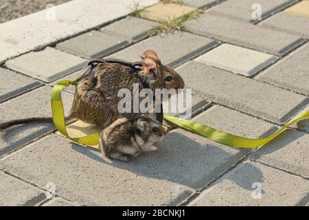 Deux rongeurs chilien écureuil et hamster de dégu assis sur le trottoir et regardant vers l'avant Banque D'Images