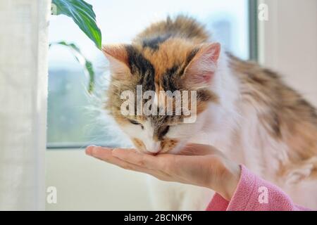 Le chat domestique mange de la nourriture sèche des mains de la fille hild Banque D'Images