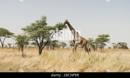 vue large d'une girafe se nourrissant sur un arbre d'acacia à serengeti Banque D'Images