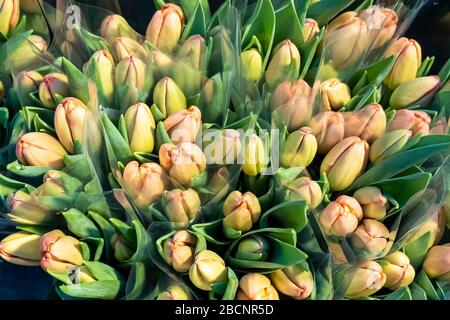 Bouquets de tulipes rouges sur un marché aux Pays-Bas. Gros plan - beaucoup de tulipes. Banque D'Images