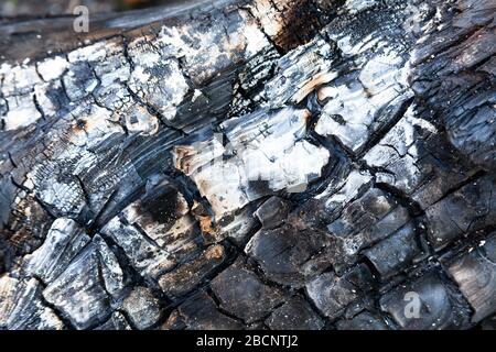 Éteint Bois brûlé blanc texture gris, gris dof peu profond structure de bois endommagé noir surface fissurée closeup, toile de fond feux de forêt Banque D'Images