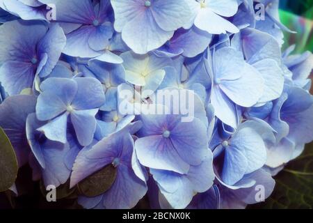 Photo d'une belle fleur avec de délicats pétales bleu Banque D'Images