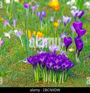 Florissant pré de printemps avec diverses fleurs de crocus Banque D'Images