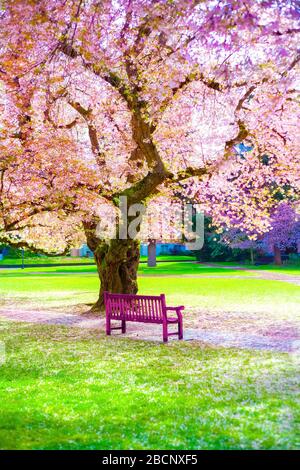 Banc en bois rose vif vide sous de belles fleurs de cerisier sakura rose fleuri le jour ensoleillé du printemps. Chemin doublé et recouvert de fleur rose Banque D'Images