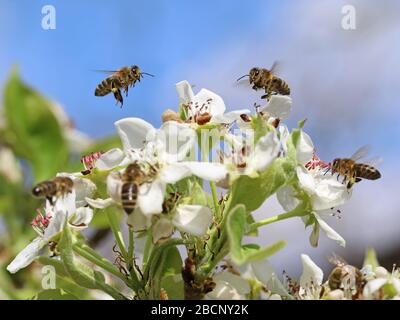 abeilles miel pollinisant les fleurs blanches d'un arbre de poire avec fond bleu ciel, gros plan, macro-shot de la collecte des abeilles Banque D'Images