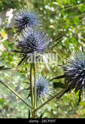Seedheads de fullers café , contre le ciel bleu. Fleurs sèches de Dipsacus fullonum, Dipsacus sylvestris, est une espèce de plantes fleuries connue par le co Banque D'Images