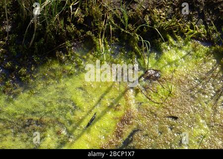 les algues vertes fleurissent dans le cours d'eau des marées, la chaux algue dans l'eau stagnante au soleil de printemps Banque D'Images