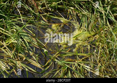 chaux vive aux algues avec bulles d'eau dans les prés, chaux vive aux algues dans l'eau de marée stagnante au soleil de printemps Banque D'Images