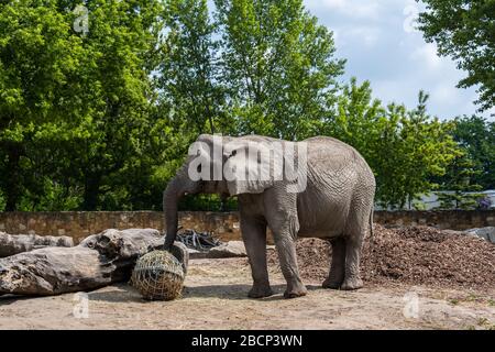 Éléphant de brousse africain (Loxodonta africana L.A. knochenhaueri) en mangeant dans le jardin zoologique de Varsovie, Pologne Banque D'Images
