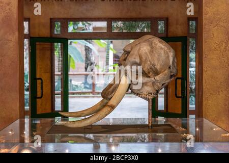Crâne d'éléphant avec défenses dans le jardin zoologique de Varsovie, Pologne Banque D'Images