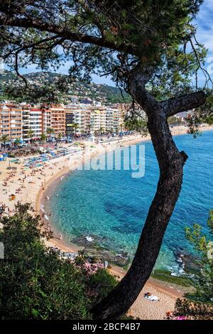 Station balnéaire de Lloret de Mar sur la Costa Brava en Catalogne, en Espagne, vue élevée sur la plage et la baie de mer avec des pins sur le premier plan. Banque D'Images