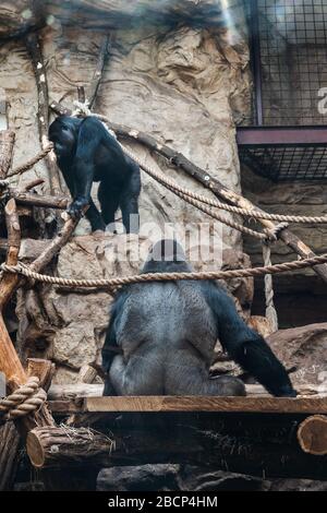 Gorille des plaines occidentales (Gorilla gorilla gorilla) le silverback mâle adulte est de retour à la caméra dans le jardin zoologique du zoo de Varsovie, en Pologne Banque D'Images