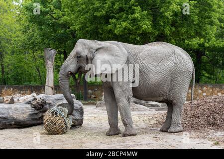 Éléphant de brousse africain (Loxodonta africana L.A. knochenhaueri) en mangeant dans le jardin zoologique de Varsovie, Pologne Banque D'Images