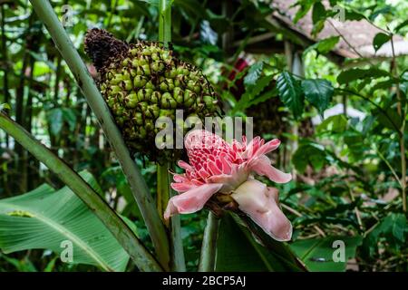 Etlingera elatior (gingembre flambeau, lys de gingembre rouge, lys de torche, combrang, bantan de bunga, fleur de cire philippine, gingembre haut indonésien) Banque D'Images