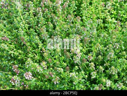 Salvia sclarea, cloy, ou plantes de sauge de la clage qui poussent dans le champ. Floraison de la sclarea de Salvia ou de la sauge de la parse. Banque D'Images