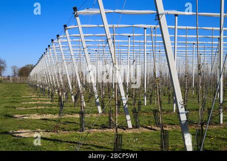 Vue sur la serre ouverte pour la croissance de jeunes pommiers sur plantation de fruits avec filet de protection sur les poteaux contre le ciel bleu au printemps - Viersen (Kempen) Banque D'Images