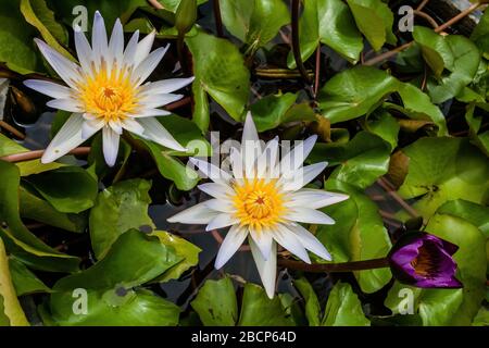 lotus indien ou lotus sacré (Nelumbo nucifera) dans un étang d'eau Banque D'Images