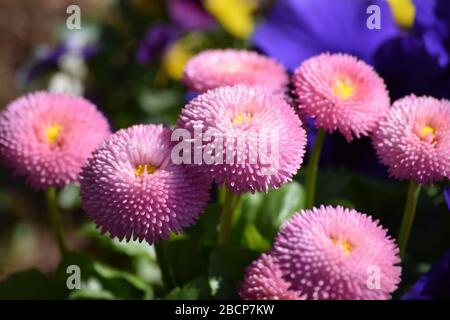 Bellis perennis tasso rose Marguerite Banque D'Images