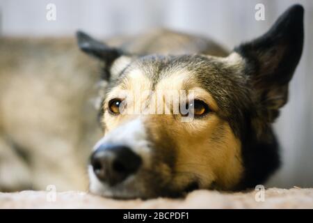 le chien paresseux s'endormit, allongé dans le lit du chien, se relaxant à la maison, gros plan. triste quarantaine Banque D'Images