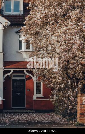 Londres, Royaume-Uni - 22 mars 2020: Magnolia Tree devant une maison dans une rue à Palmers Green, une banlieue du quartier londonien d'Enfield dans le nord Banque D'Images