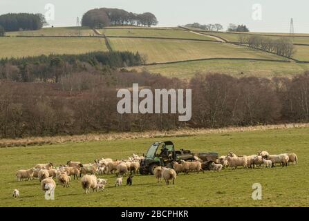 Bluecairn, près de Lauder, Scottish Borders, Royaume-Uni. 5 avril 2020. Un fermier a photographié nourrir des moutons et des agneaux dans les champs. Signes de chaleur printanière lorsque de jeunes agneaux s'aventurent dans les champs avec leurs mères en gardant un œil étroit sur eux. L'agriculture est une industrie vitale pendant ces périodes de verrouillage de Coronavirus. Crédit : phil wilkinson/Alay Live News Banque D'Images