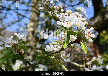 Fleur de poire. Sidcup, Kent. ROYAUME-UNI