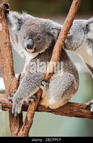 Koalas (Phascolarctos Cinereous) sur un arbre, Brisbane, Queensland, Australie Banque D'Images