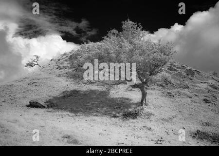 Thorn arbre sur la montagne noire dans infra-rouge Banque D'Images