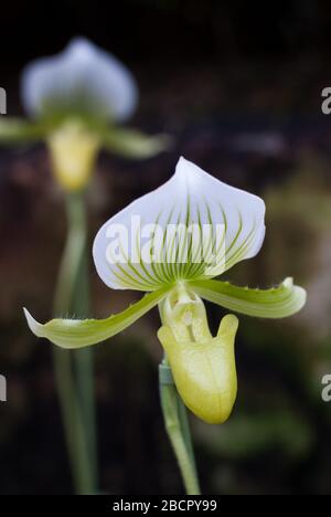 Fleur d'orchidée de paphiopedlium au Festival d'orchidées 2017 aux Jardins botaniques royaux de Kew, Richmond, Londres Banque D'Images