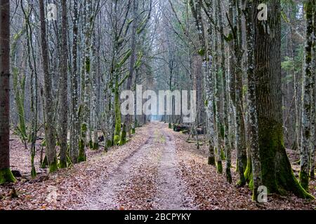 un chemin à travers une avenue d'arbres dans une forêt profonde, lumière au bout du tunnel d'arbres donnant espoir pour l'humeur dépressive, l'atmosphère automnale Banque D'Images