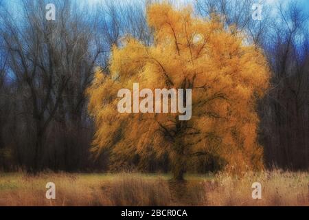 Arbre de saule jaune en automne dans un champ près de la forêt avec le ciel bleu derrière Banque D'Images