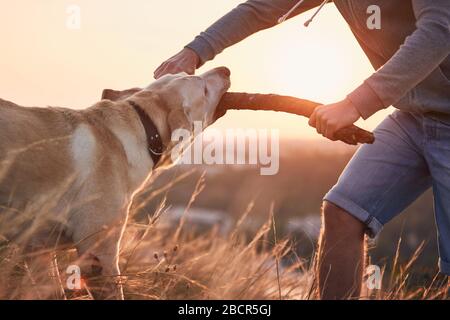 Propriétaire d'animal de compagnie pratiquant son chien. Jeune homme et labrador retriever dans la prairie au lever du soleil. Banque D'Images