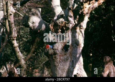 Un jeune garçon monte à l'intérieur d'un grand arbre dans le bois alors que sa mère et sa sœur regardent le Royaume-Uni 1974 Banque D'Images