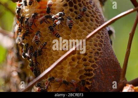 abeilles à miel travaillant ensemble sur le nid d'abeilles Banque D'Images