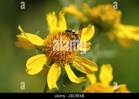 guêpe de jardin collectant du pollen sur une fleur jaune sauvage dans le jardin Banque D'Images