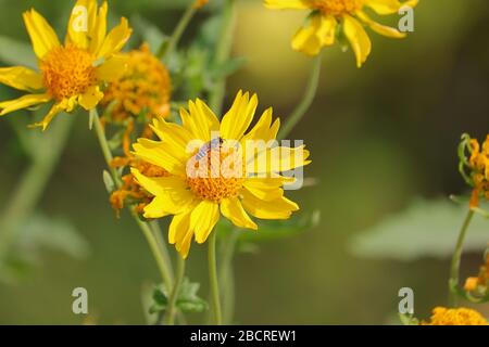 abeille de miel sauvage sur fleur jaune dans la forêt Banque D'Images