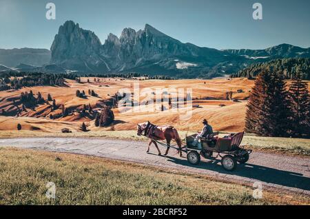 Cheval avec promenade en calèche sur la route pendant le calme matin dans le célèbre paysage Alpe di Siusi / Seiser alm. Banque D'Images