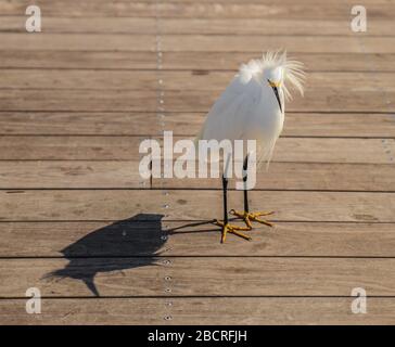 Un charmant Snowy Egret Banque D'Images