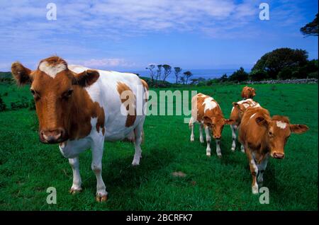 Vaches sur l'île de Herm, îles Anglo-Normandes, Grande-Bretagne, Europe Banque D'Images