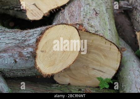 Pile de bois de chauffage hachée avec une tronçonneuse Banque D'Images